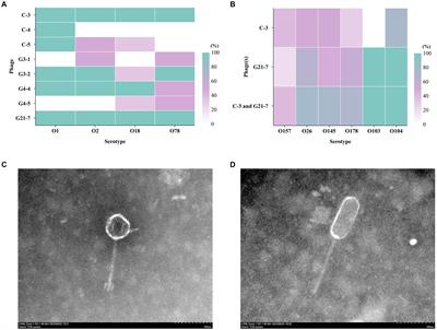 Isolation and identification of specific Enterococcus faecalis phage C-3 and G21-7 against Avian pathogenic Escherichia coli and its application to one-day-old geese